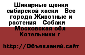 Шикарные щенки сибирской хаски - Все города Животные и растения » Собаки   . Московская обл.,Котельники г.